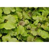 carpet or midground plant cardamon lyrata