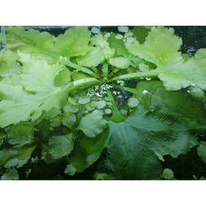 Antler fern with baby plants for sale floating