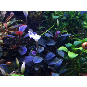 Bucephalandra Pandora beginner plant for sale