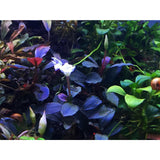 Bucephalandra Pandora