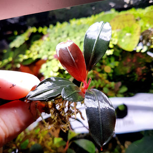 Rare Bucephalandra Pink Lady for sale