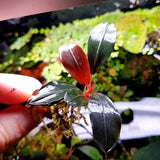 Rare Bucephalandra Pink Lady