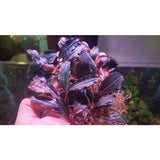 Bucephalandra Melawi Purple Buce Plant For Sale