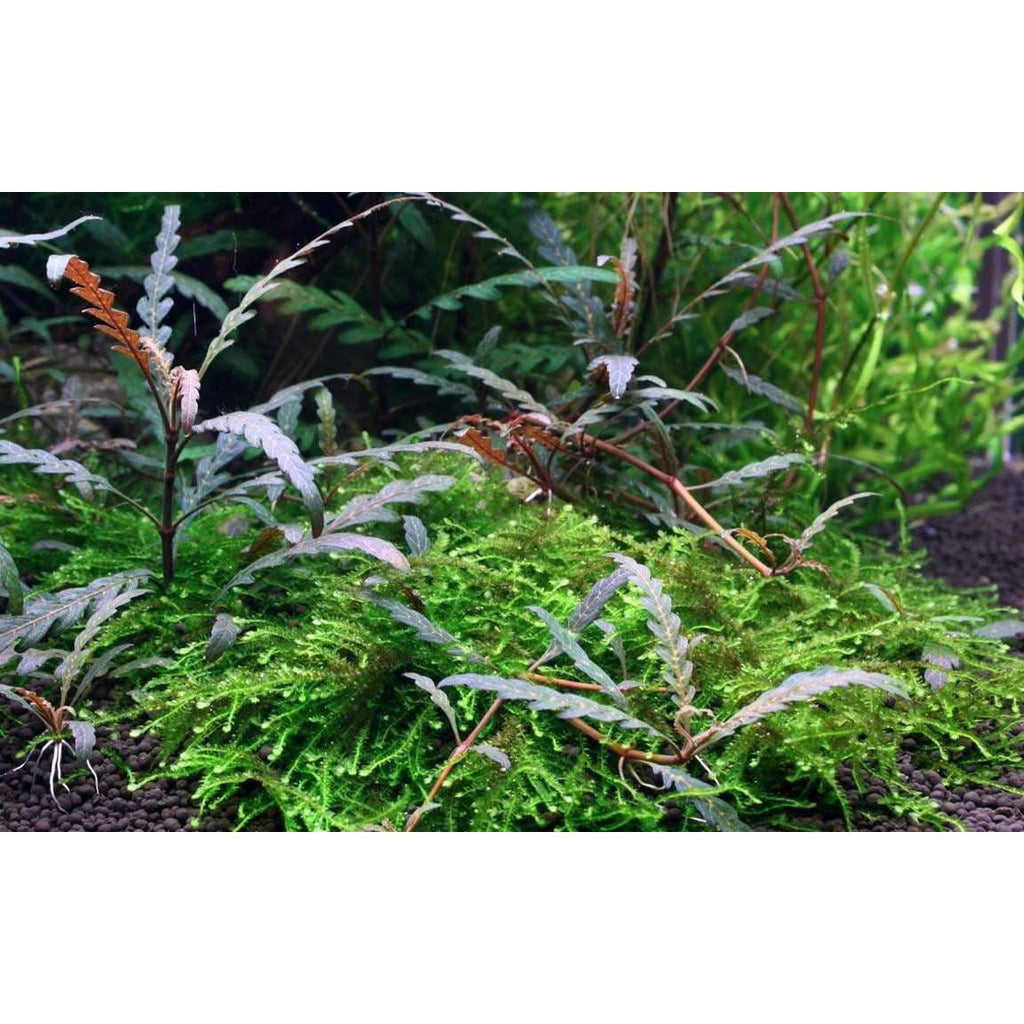 hygrophila pinnatifida aquarium midground plant