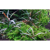 hygrophila pinnatifida aquarium midground plant