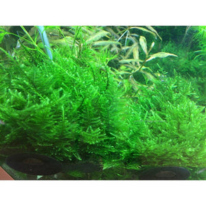 Taiwan Moss for sale