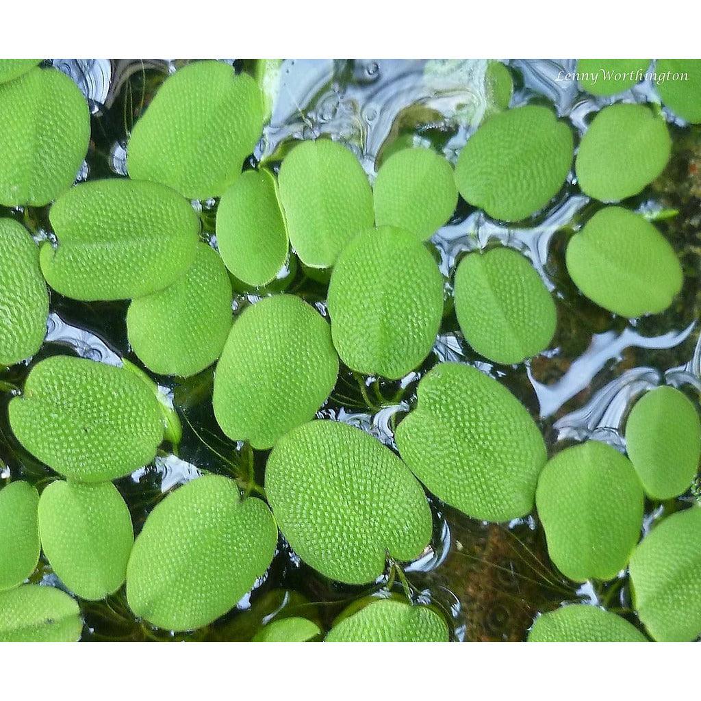 Salvinia Minima Live Aquarium Floating Plant For Sale