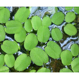 Salvinia Minima Live Aquarium Floating Plant For Sale
