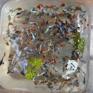 Dumbo Ear Mosaic Guppy fish for sale