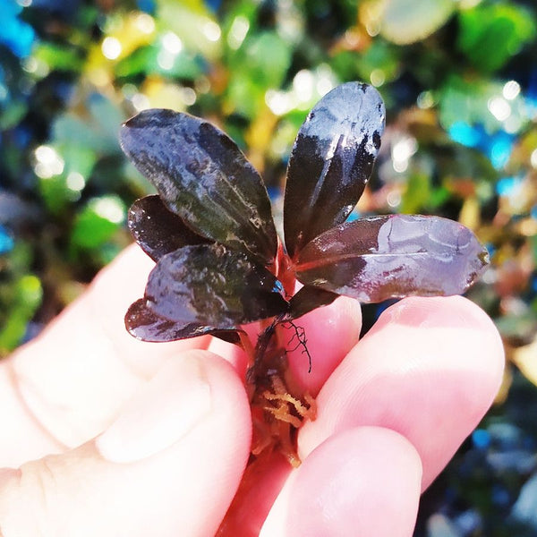 Bucephalandra Pandora - Buce Plant For Sale