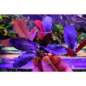purple Bucephalandra Pandora for sale fish tank