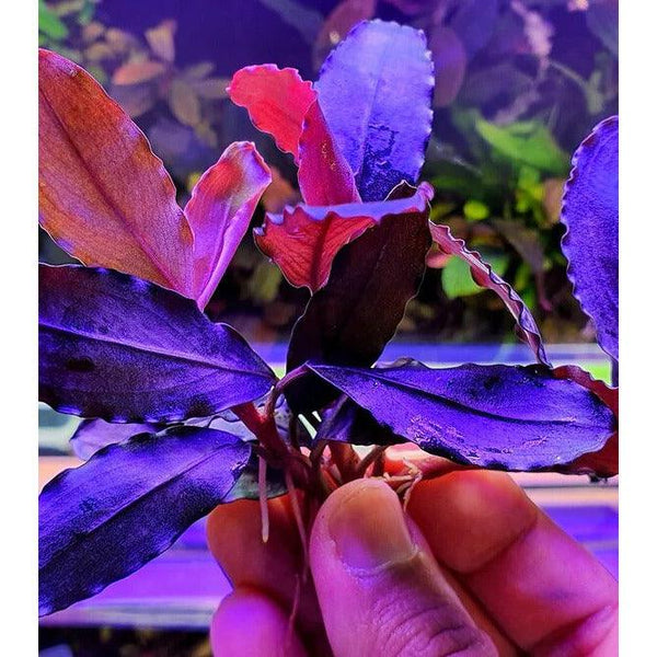 水草育成 Bucephalandra sp. \"Luminous Purple\" rare Bucephalandra Deep Purple — Buce Plant