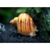 Chestnut Mystery Snail