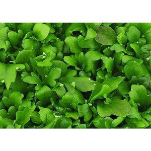 antler fern aquarium floating plant for sale beginner