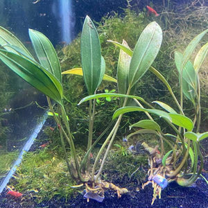 Aridarium Caulecens Sabertooth for sale