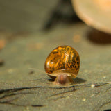 Leopard Ramshorn Snail