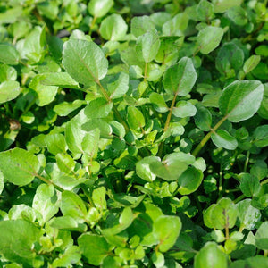 Watercress Plant