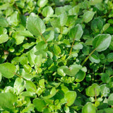 Watercress Plant