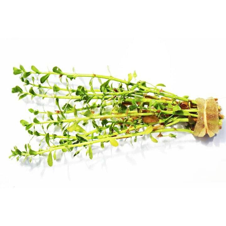 Bacopa Brahmi