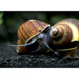 Brown/Black Mystery Snail for sale