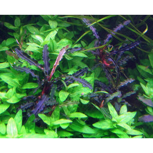 Bucephalandra Catherine for sale