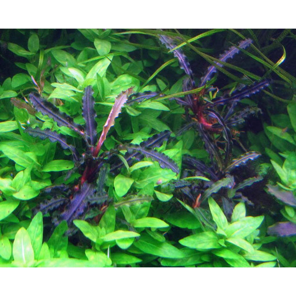 Bucephalandra Catherine