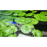 Hydrocotyle Leucocephala Giant Cardamine