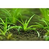 Eriocaulon Vietnam
