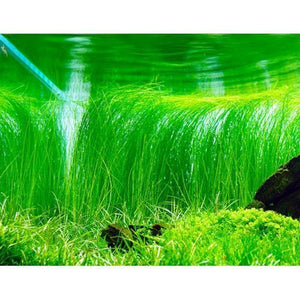 Hairgrass