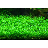 Native Glossostigma Elatinoides "Glosso" - Aquafy aquatic shop