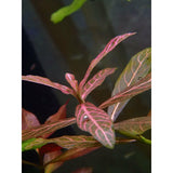 Hygrophila Polysperma