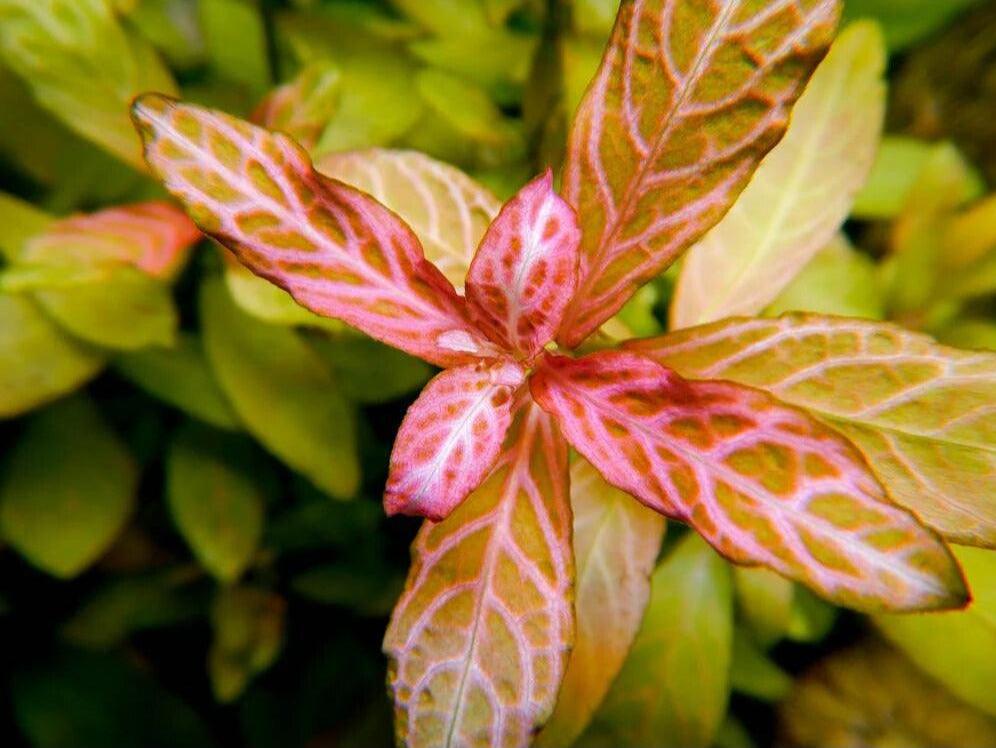 Hygrophila Polysperma