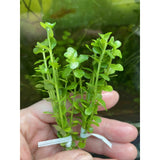 emersed Rotala green aquatic plant