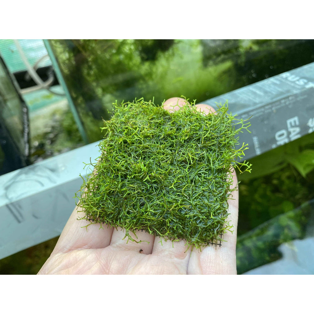 Riccia Fluitans aquarium moss for sale
