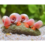 Pink Ramshorn Snail
