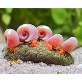 Pink Ramshorn Snail - Aquafy aquatic shop
