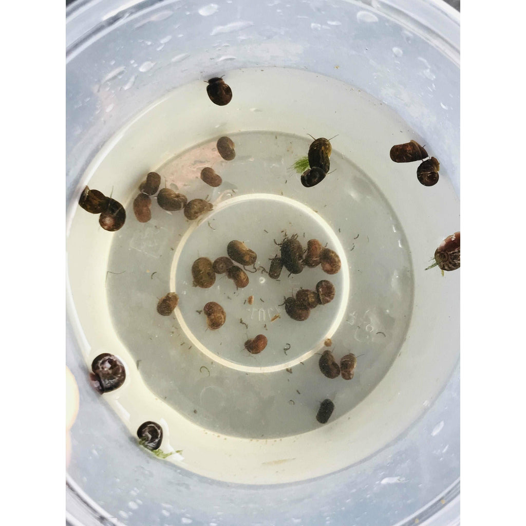 ramshorn snails for sale