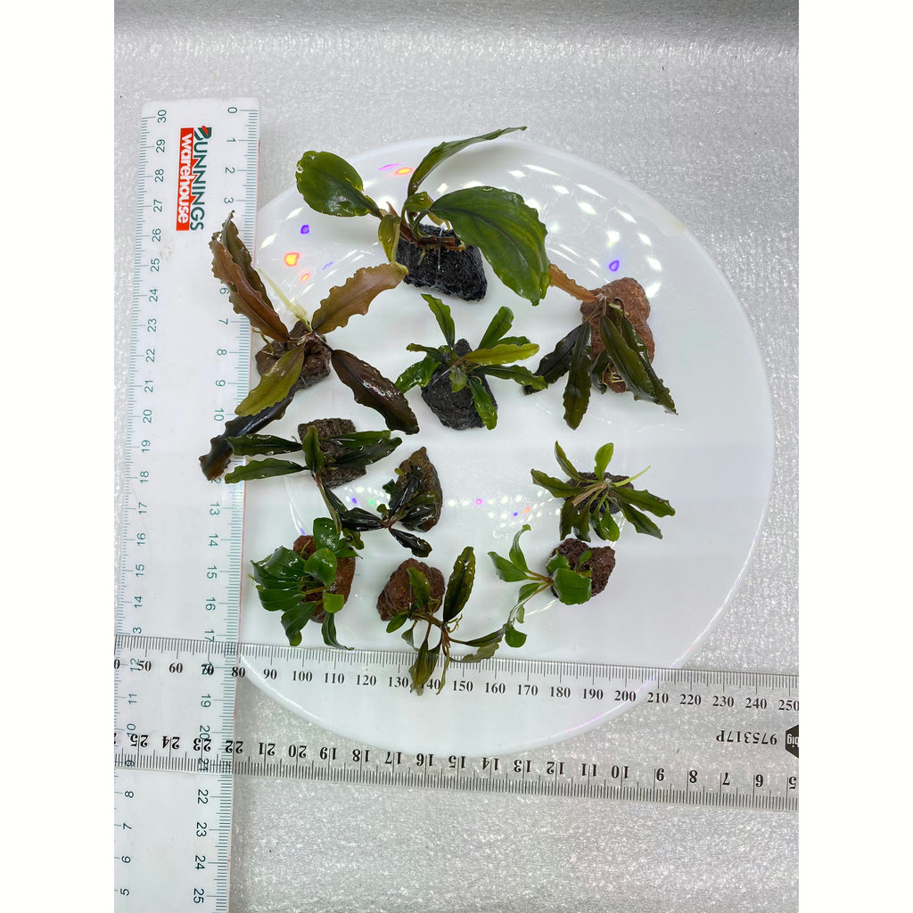 Buce aquarium fish tank plant for sale