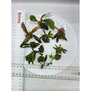 Buce aquarium fish tank plant for sale