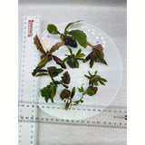 Buce aquarium fish tank plant for sale