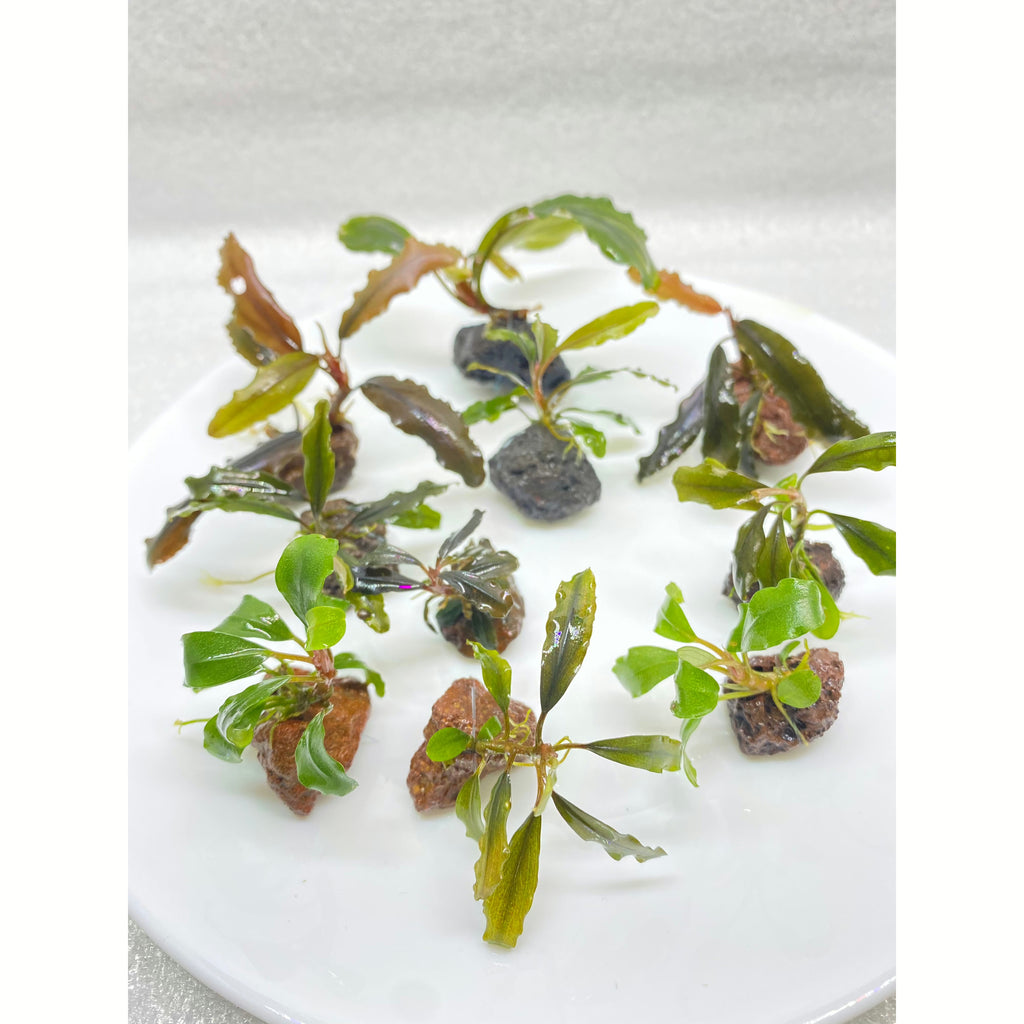 Assorted Bucephalandra Easy aquarium plant sale