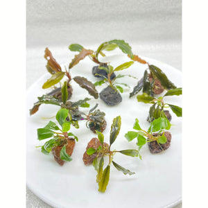 Assorted Bucephalandra Easy aquarium plant sale