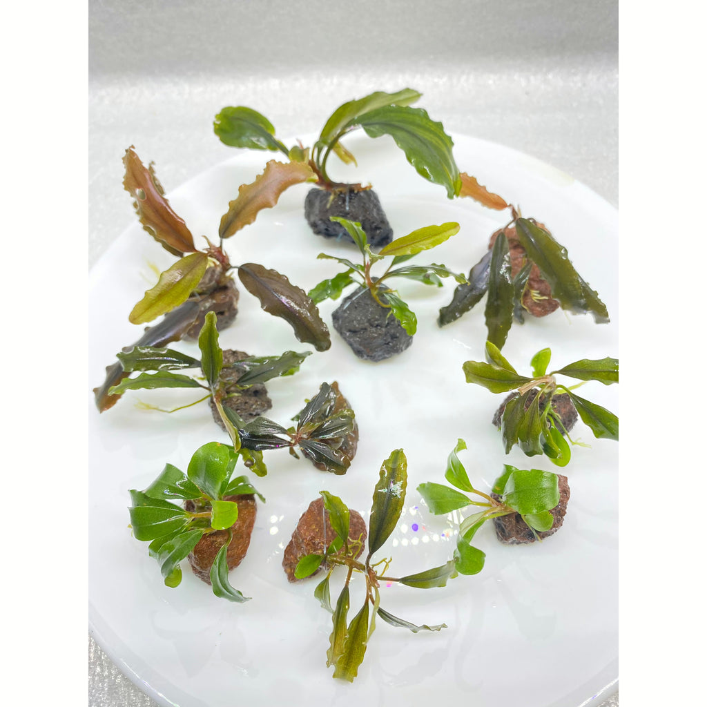 Assorted Bucephalandra for sale