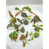 Assorted Bucephalandra for sale