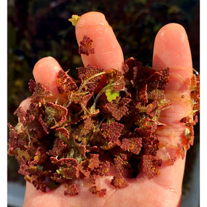 Red Azolla Beginner Aquarium Plant For Sale