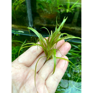 Blyxa Japonica