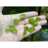 antler fern aquatic floating plant for sale