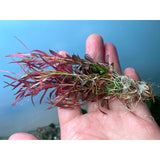 Needle Leaf Ludwigia aquarium plant for sale