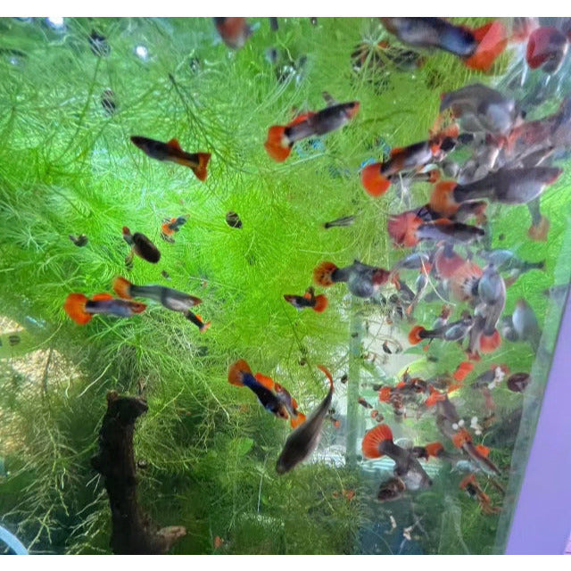 Koi Tuxedo Guppy fish for sale