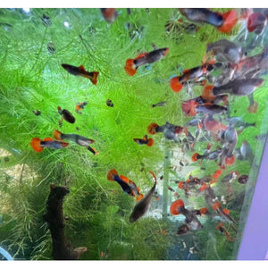 Koi Tuxedo Guppy fish for sale